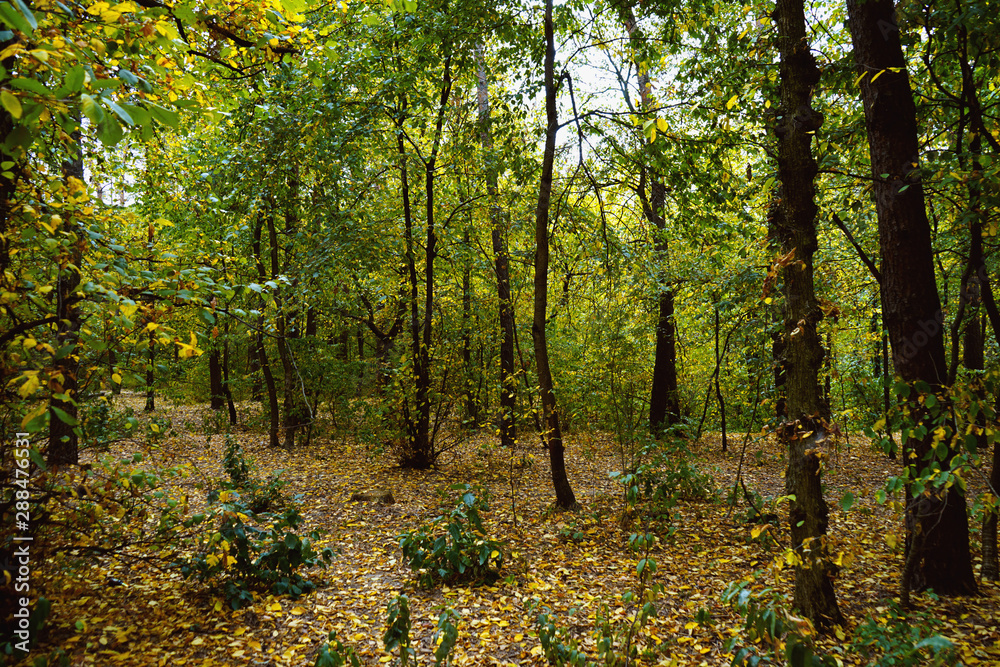 Landscape in the forest at the beginning of autumn, yellow and green leaves. selective focus    