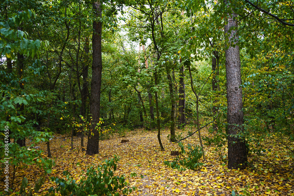 Landscape in the forest at the beginning of autumn, yellow and green leaves. selective focus Landscape in the forest at the beginning of autumn, yellow and green leaves. selective focus