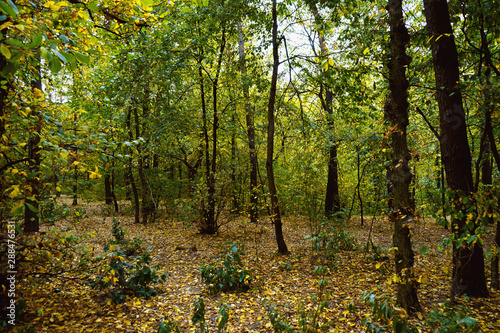 Landscape in the forest at the beginning of autumn  yellow and green leaves. selective focus    