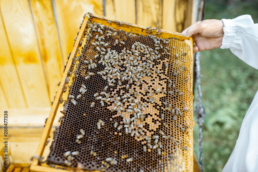 Beekeeper getting honeycombs with bees from the wooden hive, close-up view Beekeeper getting honeycombs with bees from the wooden hive, close-up view