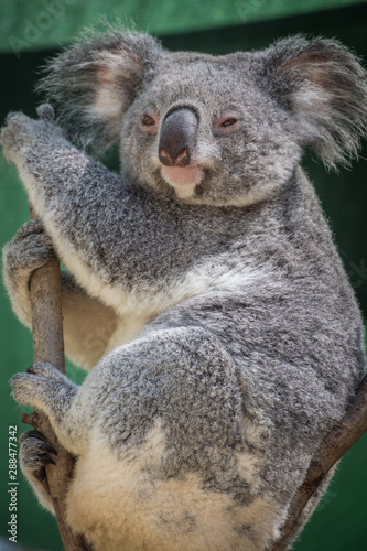 Koala watching 