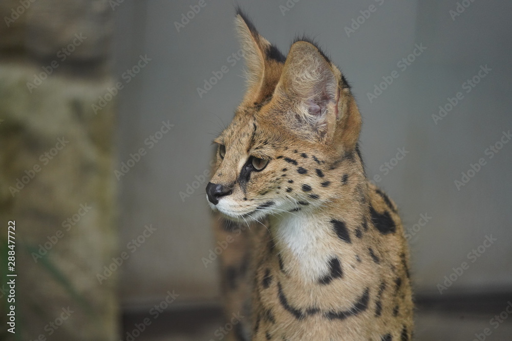 Obraz premium サーバル