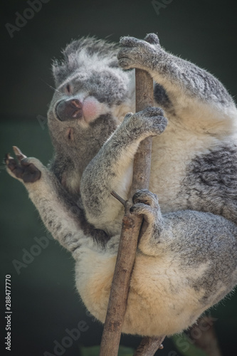 Koala having a stretch