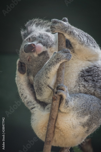 Canvas Print Koala scratching