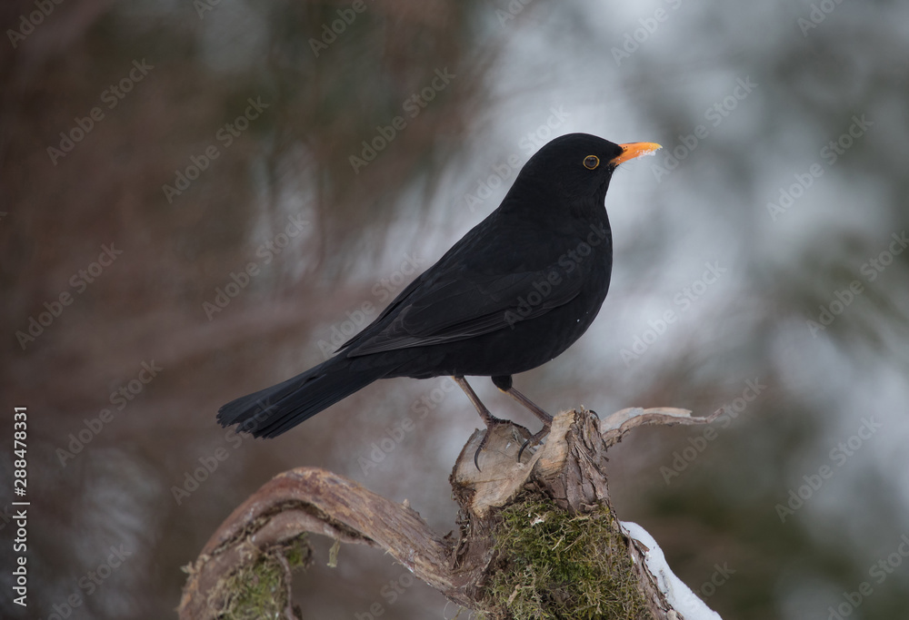 Common blackbird (Turdus merula) Eurasian blackbird. Common blackbird (Turdus merula) Eurasian blackbird.