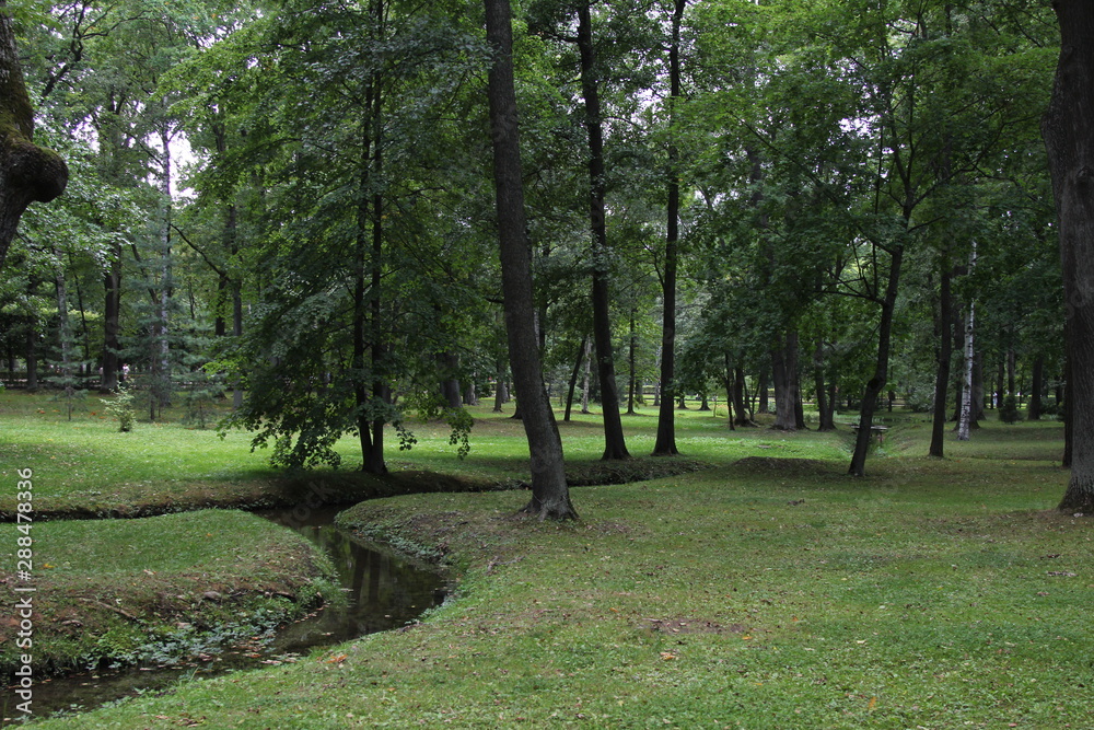 forest in the Park in summer