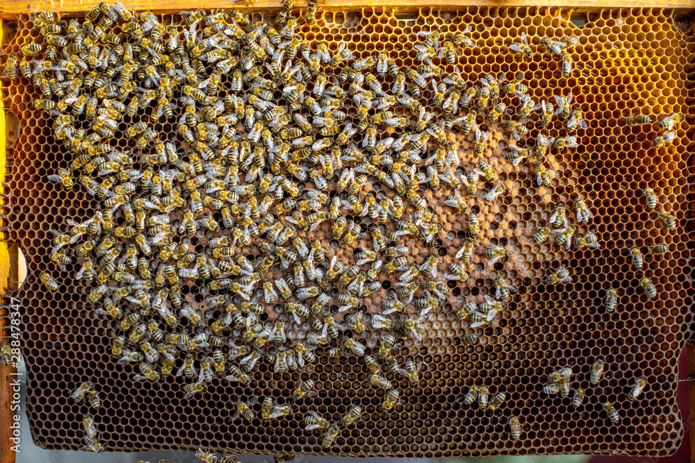 Close-up of a honeycomb frame with lots of bees on the apiary Close-up of a honeycomb frame with lots of bees on the apiary