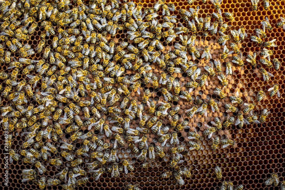 Close-up of a honeycomb frame with lots of bees on the apiary Close-up of a honeycomb frame with lots of bees on the apiary
