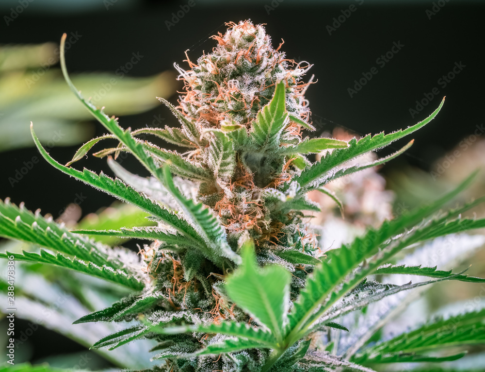 HDR close up shot of a cannabis plant blossom HDR close up shot of a cannabis plant blossom