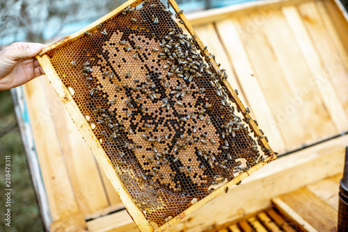Close-up of a honeycomb frame with lots of bees on the apiary