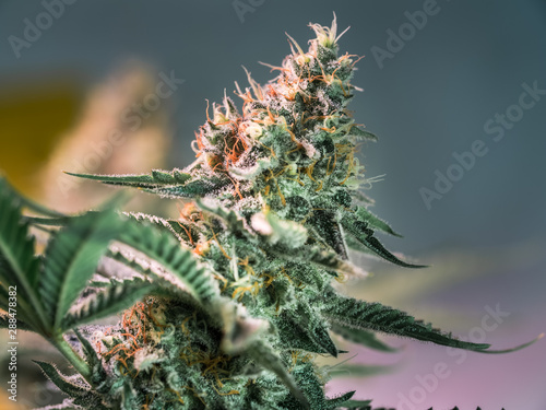 Εκτύπωση καμβά HDR close up shot of a cannabis plant blossom