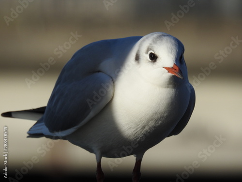 mouette rieuse