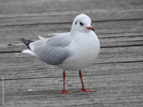 mouette rieuse