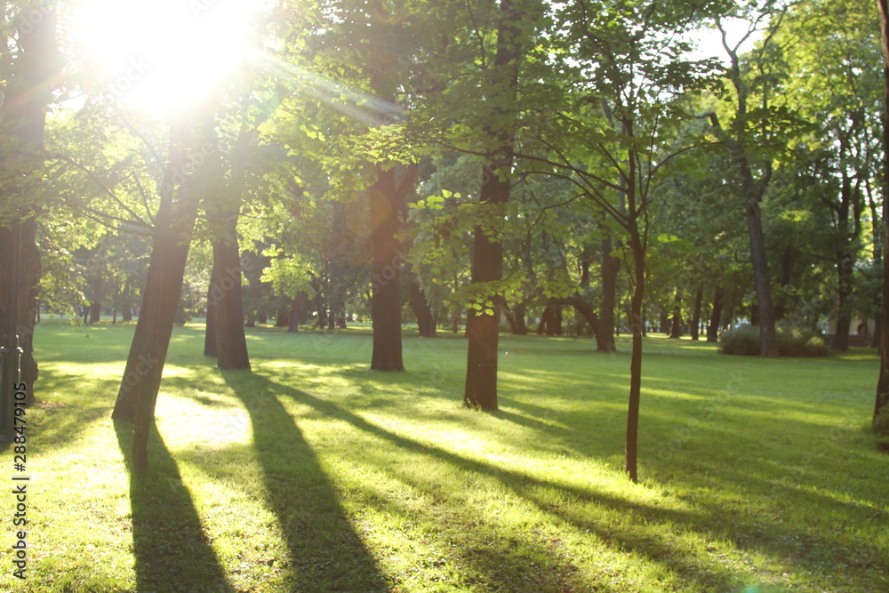 Fototapeta premium forest in the Park in summer