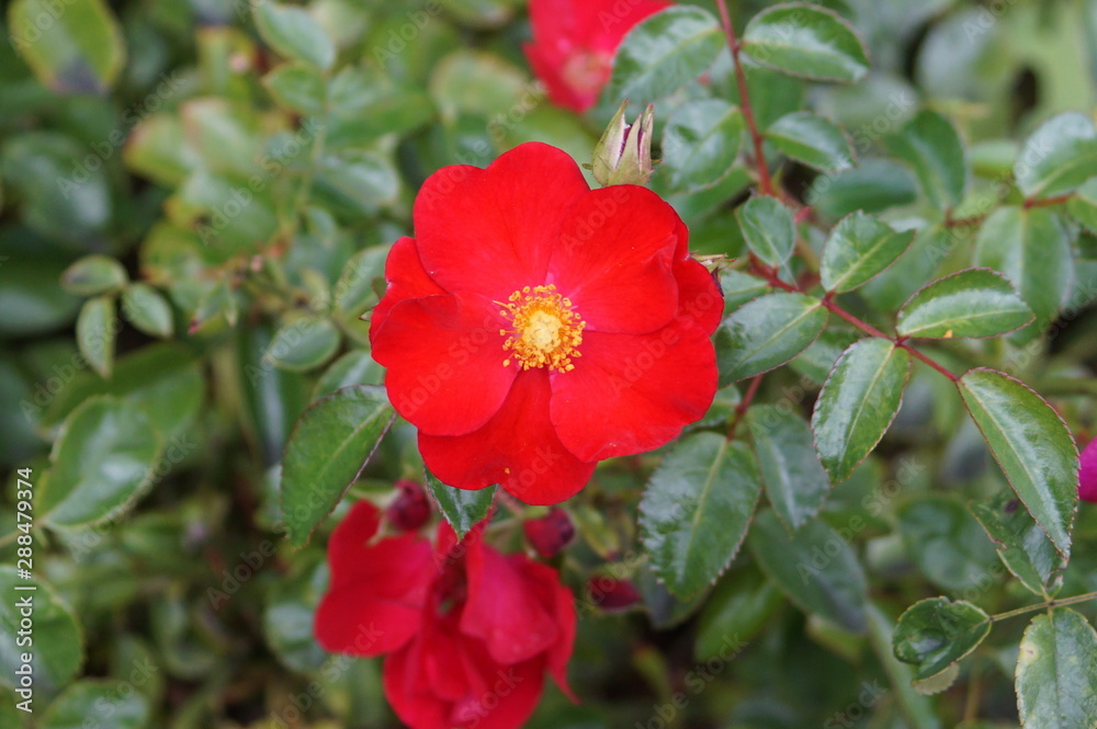 red flower in the garden