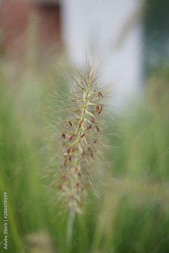 Ziergras im Garten