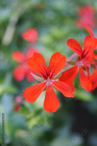 red flower in garden © Malia