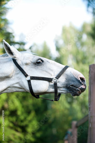 Portrait of graceful gray horse curiously reaching