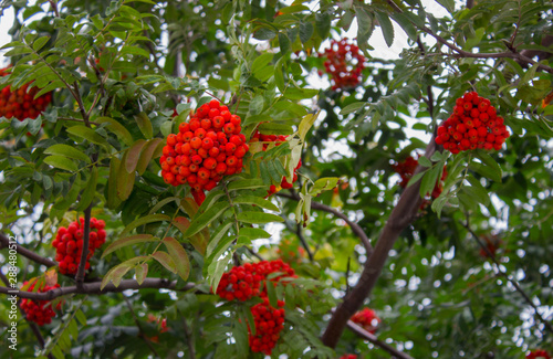 Red ashberries on the green bush