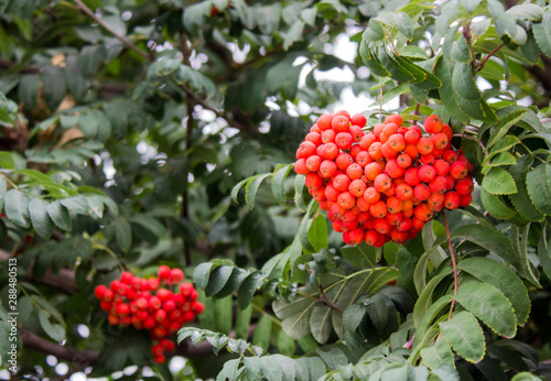 Red ashberries on the green bush
