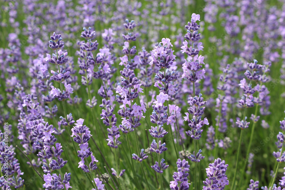 Field of Bright Fresh Lavender