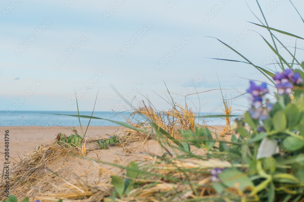 grass on the sand beach of Ladoga lake