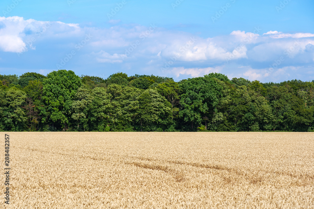 Outdoor sunny landscape view of golden ears of yellow barley wheat field with the trace of tractor or vehicle wheel mark, in countryside area against dramatic cloud and deep blue sky.