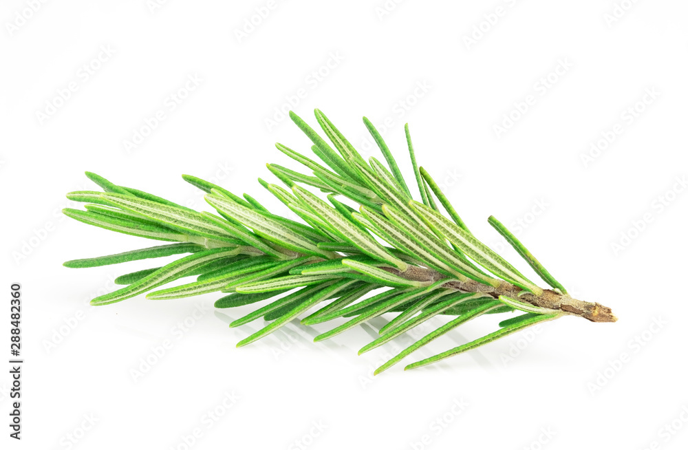 Rosemary leaves isolated on white background, top view