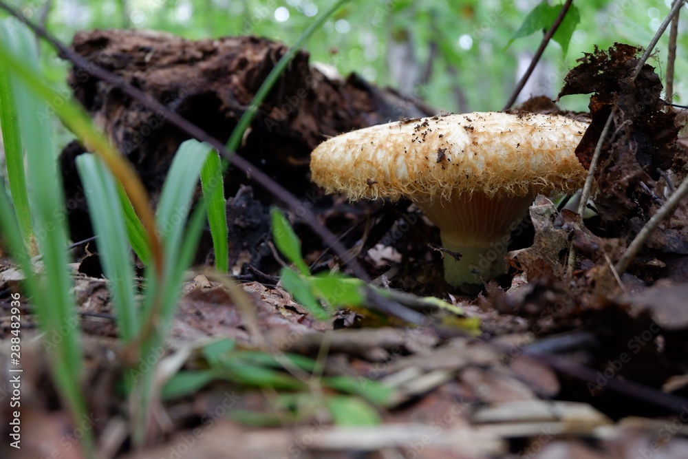 mushrooms in forest