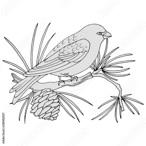 bird on a pine tree with a cone, a picture in gray colors