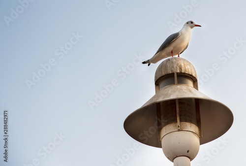 seagull on pole (ID: 288482971)