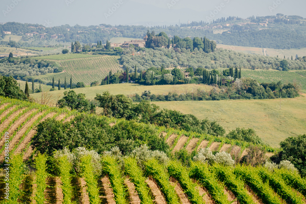 Chianti region, Tuscany, Italy. Green vineyards in summertime.