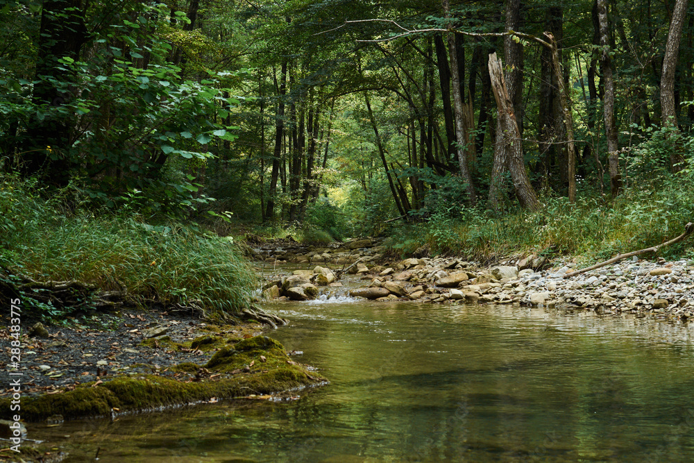 Small stream in green forest Small stream in green forest