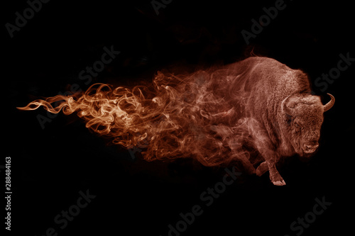 bison walking in a dark background