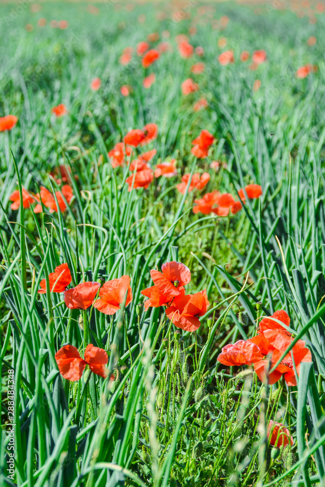 Landwirtschaft Feld Wiese mit Mohn im Sommer Landwirtschaft Feld Wiese mit Mohn im Sommer