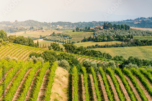 Chianti region, Tuscany, Italy. Green vineyards in summertime. photo