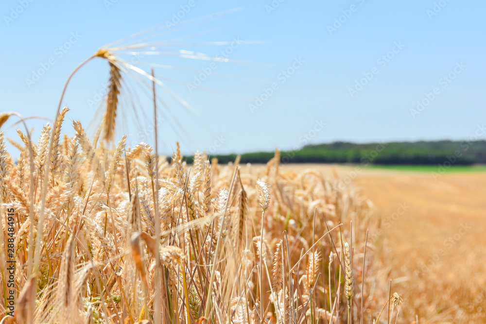 Fototapeta premium Weizenfeld in der Erntezeit unter blauen Himmel