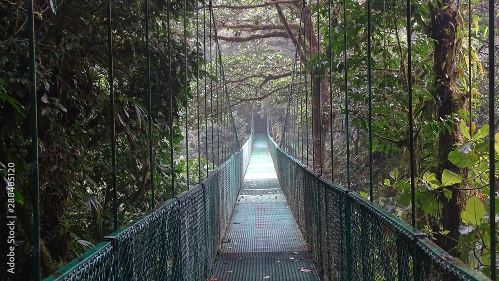 bridge in the forest