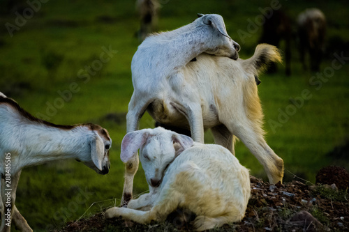 Goats busy