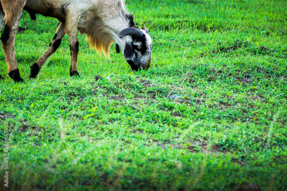 Obraz premium goat grazing 