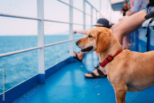 Fototapeta Dog traveling on the ferry