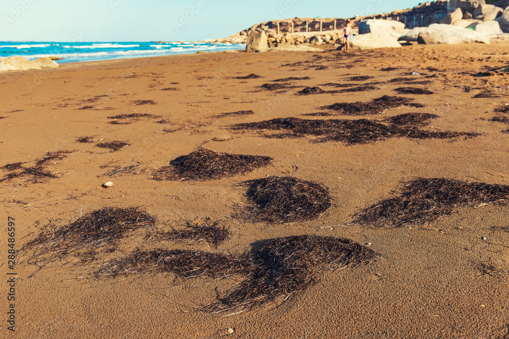 Dry seaweed on the beach