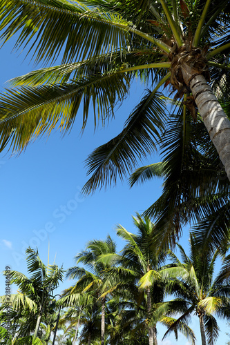Group of close up tall palm trees over clear blue sky in Florida, USA