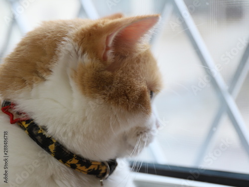外を見る猫