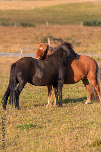 icelandhorses