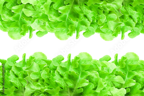 Fresh organic young leaves green oak lettuce vegetables eat for diet good healthy nutrition organic isolated on white background Textures close-up and soft focus