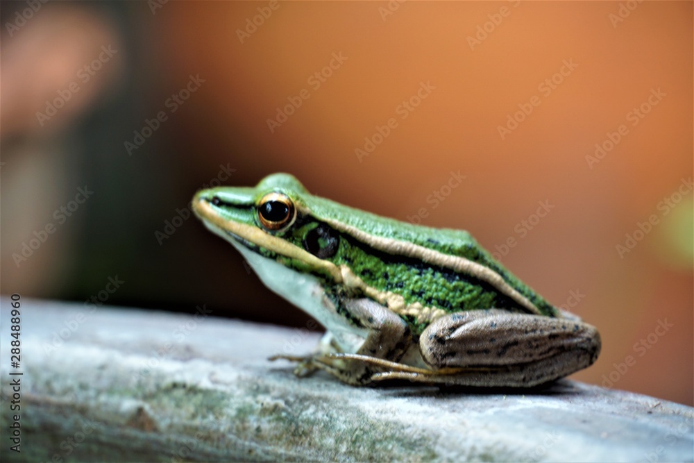 Obraz premium frog on black background