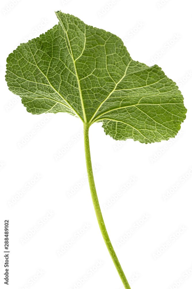 Green leaf of mallow, isolated on white background