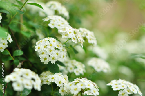 White flowers in the spring, Viburnum lentago, Nannyberry