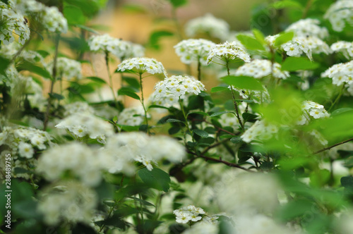 White flowers in the spring, Viburnum lentago, Nannyberry